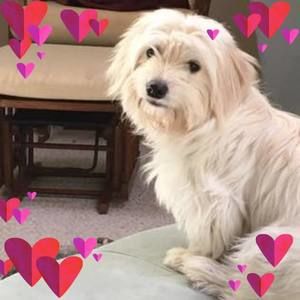 Meet your Posher, Heidi